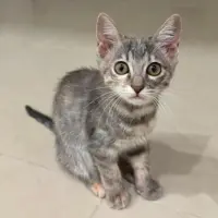 Adopta a Psique