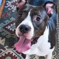 Adopta a Drupy