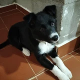 Adopta a Mía