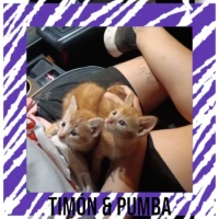 Adopta a Timón Y Pumba