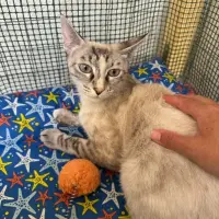 Adopta a Perla La Guapa