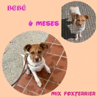Adopta a Bebé