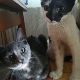 Adopta a Gatitas