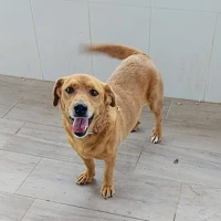 Adopta a Maisy