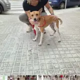 Adopta a Leo