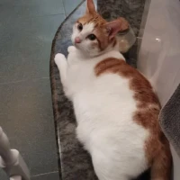 Adopta a Manolito Fel