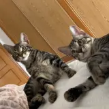 Adopta a Milo Y Casper