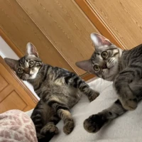 Adopta a Milo Y Casper