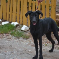 Adopta a Drago