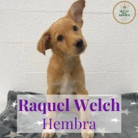 Adopta a Raquel Welch