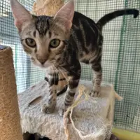 Adopta a Leo