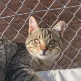 Adopta a Thor