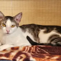Adopta a Tarna