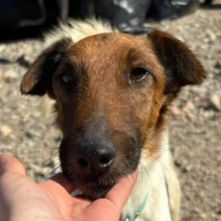 Samu