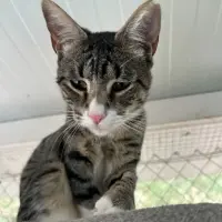 Adopta a Lolo Tiene Un Año