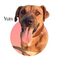 Adopta a Yun