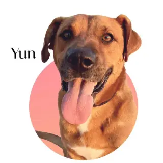 Yun