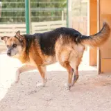 Adopta a Turco
