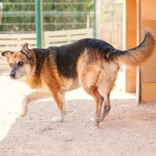 Turco