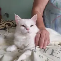 Adopta a Olaf