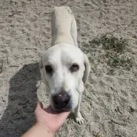 Adopta a Snowball