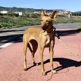 Adopta a Elena