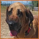 Adopta a Athena