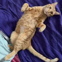 Adopta a Manu