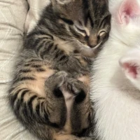 Adopta a Familia Catgirls