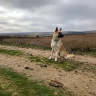 Roco