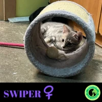 Adopta a Swiper