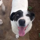 Adopta a Lola