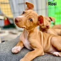 Adopta a Rosi