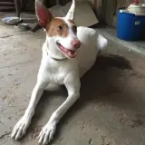 Adopta a Koba