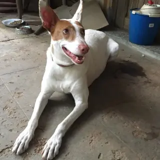 Koba