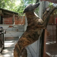 Adopta a Ghandi