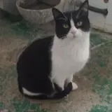 Adopta a Lluvia