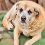 Adopta a Sansón