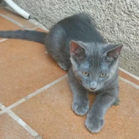 Adopta a Nuit