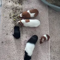 Adopta a Cobayas