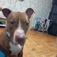 Adopta a Junior