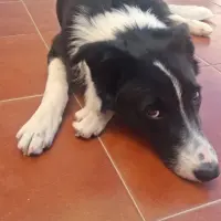Adopta a Dandi
