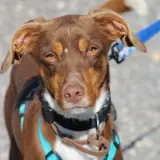 Adopta a Hervi