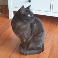 Adopta a Kurushan