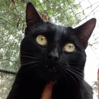 Carmela