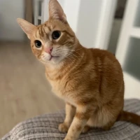 Adopta a Odín
