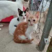 Adopta a Rony Y Tina