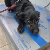 Adopta a Boni Preciosa Cachorro Tlf 645978718