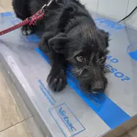 Adopta a Boni Preciosa Cachorro Tlf 645978718
