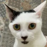 Adopta a Aleta Oford
